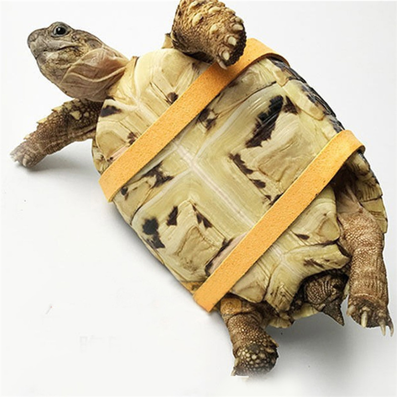 Sangle de traction pour tortue - Water Dish Reptile avis et prix