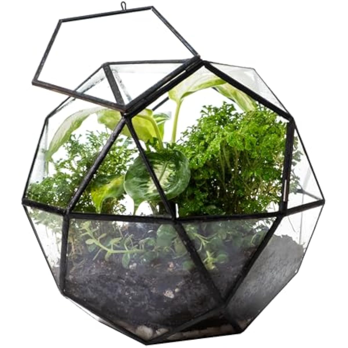 Terrarium sphérique géométriqu - Glass Door Hinge avis et prix