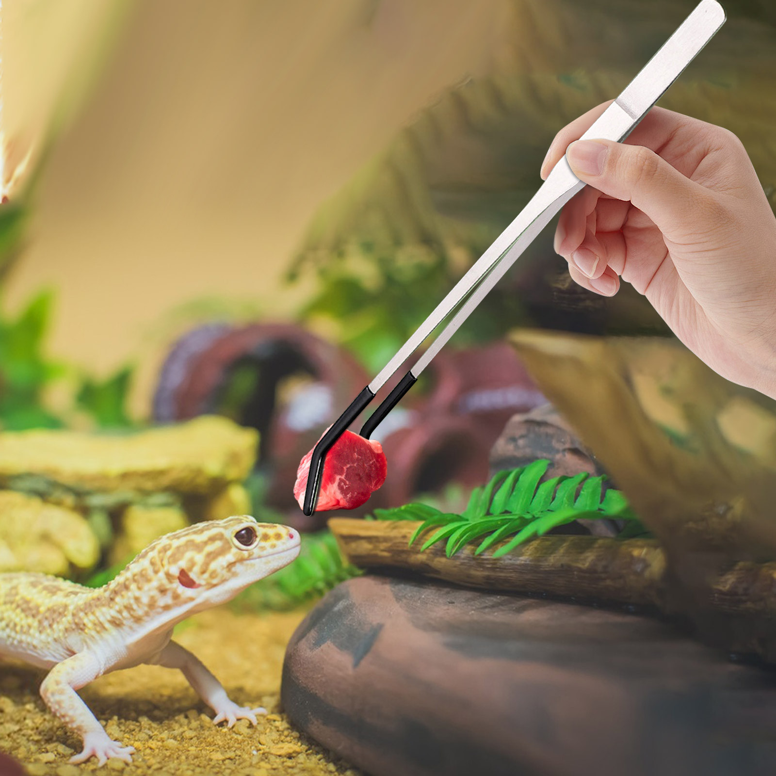 Pinces longues d'alimentation  - Water Dish Reptile avis et prix